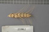 Click for 1 image(s) for this accession. Spike